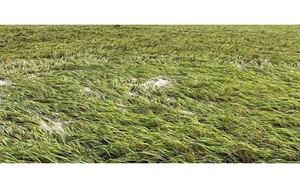 Gần 5 nghìn ha sản xuất nông nghiệp bị ngập úng so bão số 3