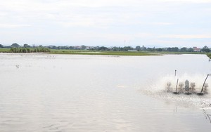 Hiệu quả từ mô hình nuôi trồng thủy sản ứng dụng công nghệ cao