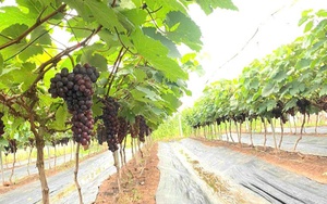 Triển khai quy định về xây dựng tại vùng nông nghiệp tập trung