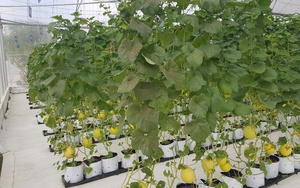 Tăng tốc chuyển đổi số trong nông nghiệp - Nâng chuẩn an toàn thực phẩm