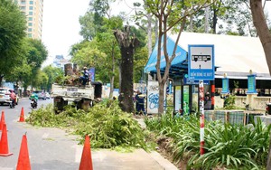 Cấp phép chặt hạ, dịch chuyển cây xanh: Giảm giấy tờ, tiết kiệm thời gian và chi phí cho người dân