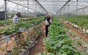 Hà Nội đẩy mạnh xây dựng nền nông nghiệp an toàn, hiện đại và bền vững