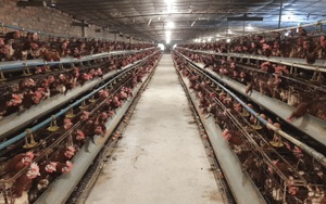 Phát triển chăn nuôi, thủy sản giá trị theo hướng tuần hoàn