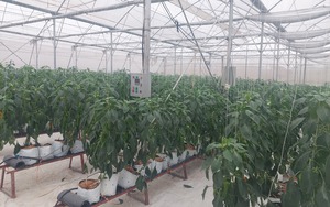 Liên kết sản xuất bảo đảm ổn định đầu ra cho nông sản an toàn