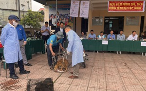 Tăng cường kiểm tra phòng, chống bệnh dại