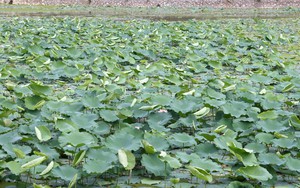 Phát triển làng nghề chè sen Quảng An