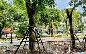 Hà Nội nỗ lực trồng mới hơn 700.000 cây xanh các loại trong năm 2025
