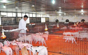 Nâng cao chất lượng an toàn thực phẩm với chuỗi sản phẩm động vật