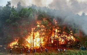 Đẩy mạnh ứng dụng công nghệ số vào quản lý, bảo vệ rừng