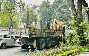 Sẵn sàng đối phó với tình huống nhiều cây xanh gãy đổ do bão số 3