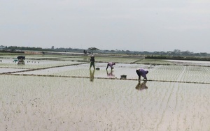 Chủ động điều tiết nước, tạo đà cho gieo cấy lúa vụ xuân 2026