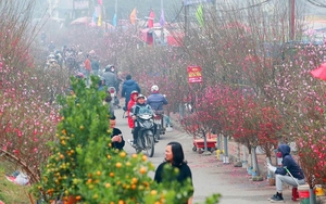 Hà Nội tổ chức chợ hoa xuân phục vụ Tết Nguyên đán Bính Ngọ năm 2026