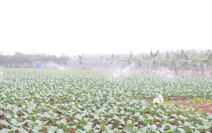 Hà Nội đề xuất truy xuất nguồn gốc thịt lợn từ lò mổ đến bàn ăn - Ảnh 6.