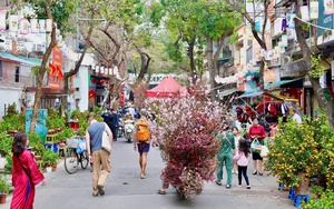 Sắc xuân trên chợ hoa Hàng Lược: ‘Hơi thở’ Tết giữa lòng Hà Nội