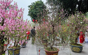 Rộn ràng sắc xuân tại các không gian văn hóa Thủ đô dịp Tết