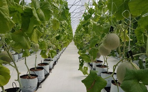 Sắp diễn ra Chương trình “Tự hào nông sản Việt” năm 2026