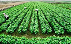 Luật Thủ đô (sửa đổi): Mở không gian chính sách cho nông nghiệp sinh thái, đa giá trị