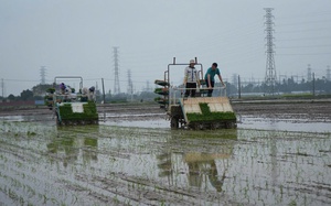 Chủ động phòng chống sâu bệnh, chăm sóc bảo vệ sản xuất vụ Xuân