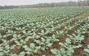 Đẩy mạnh liên kết chuỗi, nâng giá trị nông sản xuất khẩu