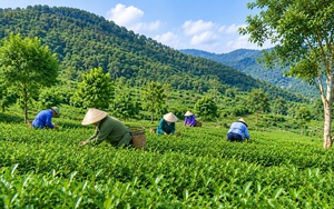 Hà Nội phấn đấu hoàn thành bàn giao đất nông, lâm trường về địa phương trong tháng 8/2026
