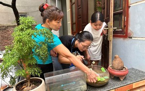 Hà Nội tiếp tục ra quân kiểm tra phòng chống sốt xuất huyết