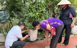 Chủ động diệt bọ gậy, phòng ngừa dịch sốt xuất huyết bùng phát sau mưa lũ