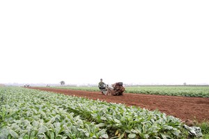 Phát triển nông nghiệp-Hiệu quả từ cơ giới hóa