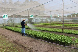 Sử dụng phân bón hữu cơ: Giải pháp ‘xanh’ cho nông nghiệp 