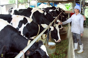 Phát huy tiềm năng sản xuất chăn nuôi bò sữa