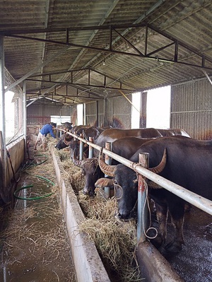 Cơ cấu lại đàn vật nuôi chủ lực phát triển lâu dài