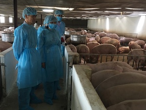 Phòng chống nắng nóng cho đàn gia súc, gia cầm