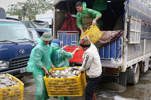 Chợ cá lớn nhất Thủ đô  vẫn tấp nập trong những ngày giá rét
