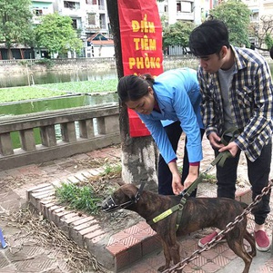 Siết chặt quản lý chó, mèo để phòng chống bệnh dại