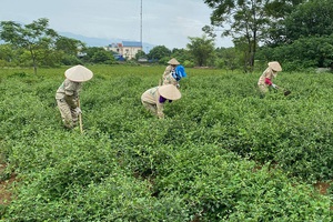 Xây dựng thương hiệu OCOP 4 sao từ dược liệu quý