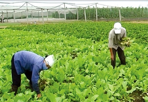 Tập trung phát triển kinh tế hợp tác xã