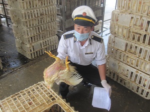 Kiểm soát chặt chẽ các cơ sở giết mổ động vật dịp cuối năm