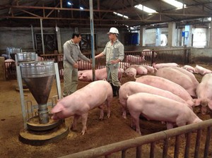 Nhiều giải pháp bảo đảm nguồn cung thịt lợn cho thị trường 