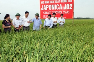 Hướng phát triển cho gạo chất lượng cao