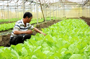 Xây dựng nhiều mô hình nông nghiệp cho hợp tác xã