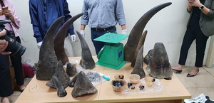 Hơn 32 kg sừng tê giác qua đường hàng không từ Nam Phi về Việt Nam 