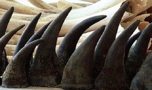 Bắt giữ nhóm đối tượng mua bán, vận chuyển 33 kg sừng tê giác tại Ga Hà Nội