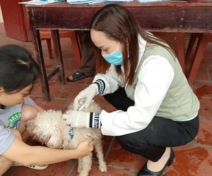 Củng cố hệ thống thú y Hà Nội