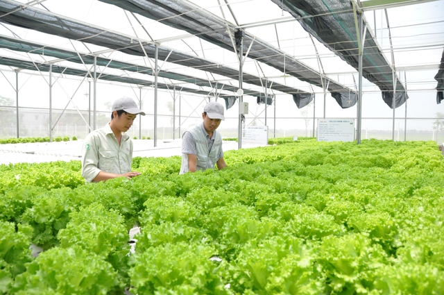 Hi-tech farming production accelerated - Ảnh 1.