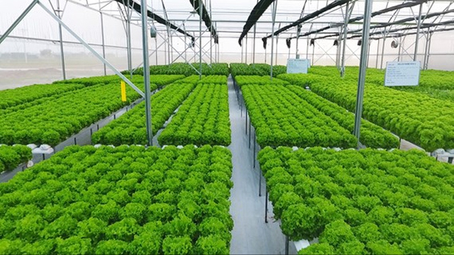 Local agriculture aims for sustainable export- Ảnh 1.