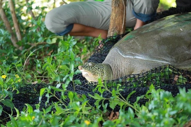 Hoan Kiem giant turtle in Dong Mo Lake dies - Ảnh 1.