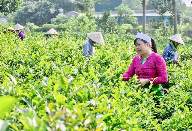 Financial support for women-led cooperatives   - Ảnh 1.