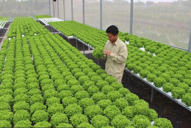 Ha Noi looks to boost high-tech flower farming - Ảnh 1.