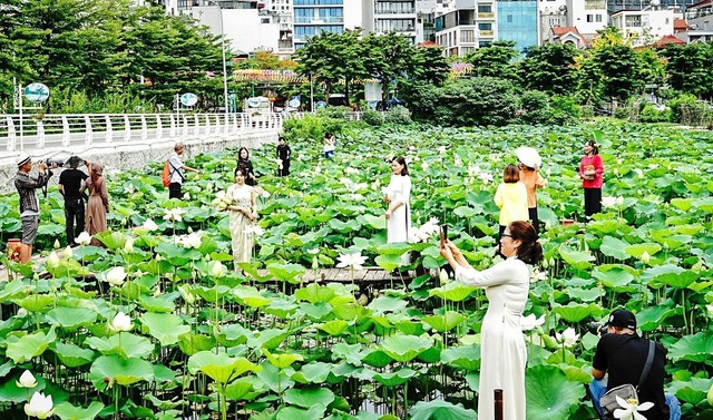 Lotus tourism: A new path to restructure urban agriculture and tourism- Ảnh 1.