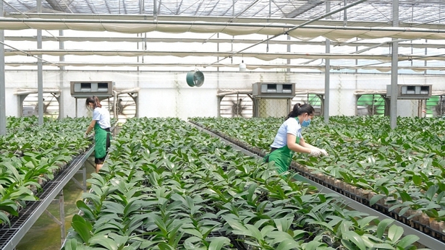 Ha Noi accelerates hi-tech farming to boost agricultural production- Ảnh 1.