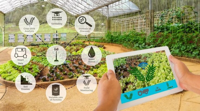 Digital technology – An inevitable trend in Ha Noi’s agricultural production- Ảnh 1. Digital technology – An inevitable trend in Ha Noi’s agricultural production- Ảnh 1.